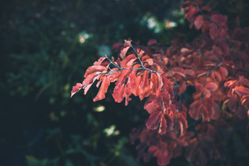 red leaves on a tree