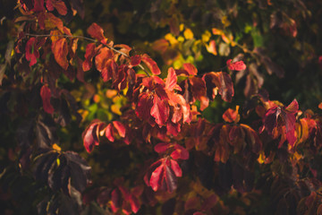 autumn leaves