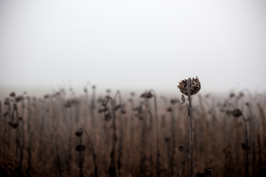 Dry Sunflower