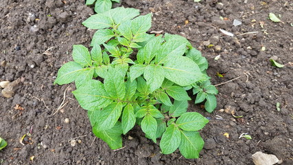 pied de pomme de terre