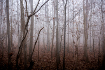 foggy forest