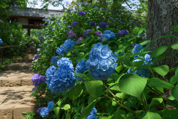 宮城県仙台市 あじさい寺 Hydrangea temple in miyagi japan