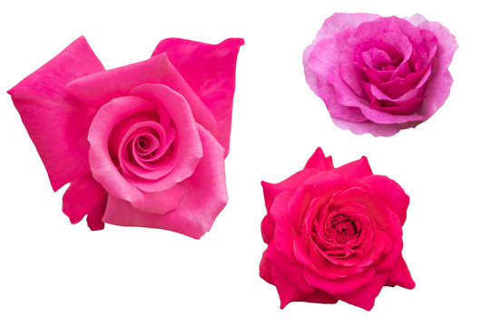 Blurred for Background.Beautiful Pink rose isolated on the white background. Photo with clipping path.