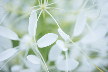 Fototapeta na wymiar White flowers Cleome close-up, soft focus. Tarenaya hassleriana