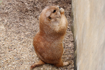 Brown Prairie Dog Eating and Standing on the Ground 