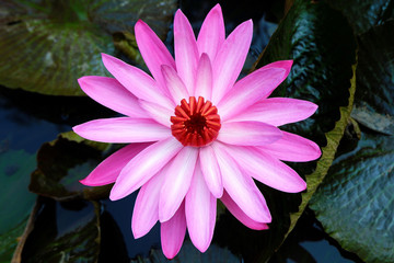 Exotic Pink Waterlily Blooming in the Pond