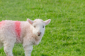 Naklejka na ściany i meble Little Lamb in a Grass Meadow