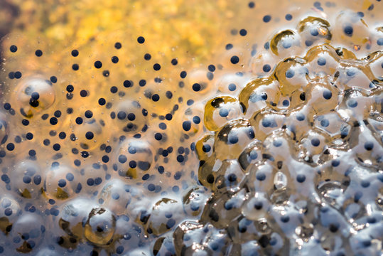Froschlaich im Wasser