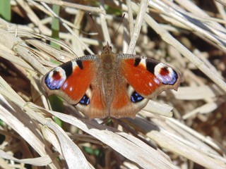 Butterfly, Schmetterling, Motyl, Pfauenauge, papillon, Makro