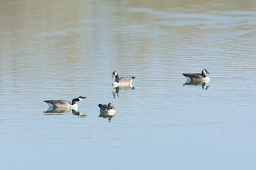 Kanadagans