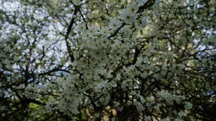 sakura russia background