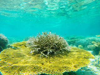 Fototapeta na wymiar Colorful ocean corals on the reef in the warm tropical sea with diverse underwater marine wildlife 
