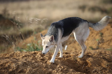 Front view at husky dog walking on a green meadow looking aside. Green trees and grass background.