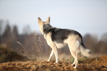 Obraz premium Back view at husky dog walking on a green meadow looking aside. Green trees and grass background.
