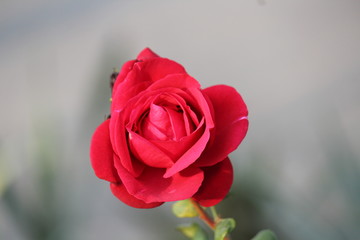 red rose
