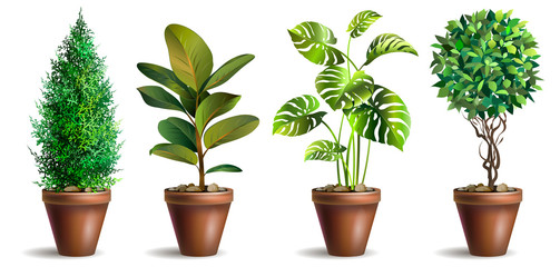 Set of potted houseplants. Garden potted plants. Decorative houseplant. Vector illustration.