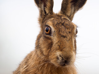 Brown hare, Lepus europaeus