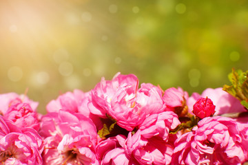Pink sakura flowers on the background of the glare. Macro. Flowers of Japanese cherry in the spring during flowering. Sakura flowers in the sun. Spring design and decor.