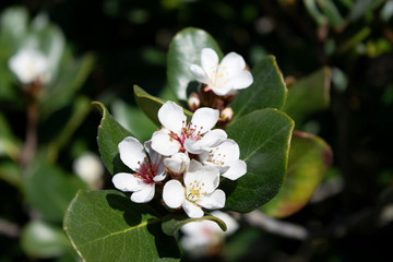 Flores brancas selvagens