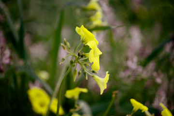 Flores amarelas selvagens