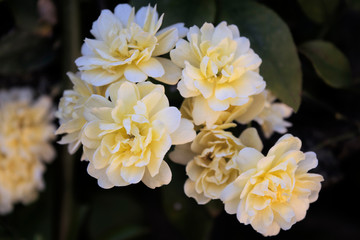 Rosas brancas com tons de amarelo