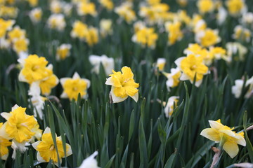 Fototapeta premium Close up of yellow blooming narcissus flowers