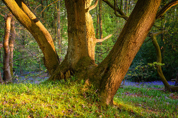 Fototapeta premium Tree in Morpeth Bluebell Wood, an ancient woodland also known as Howburn Woods, which are carpeted with bluebells in spring and is popular with walkers