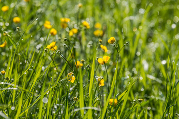 Spring meadow with yellow flowers. 