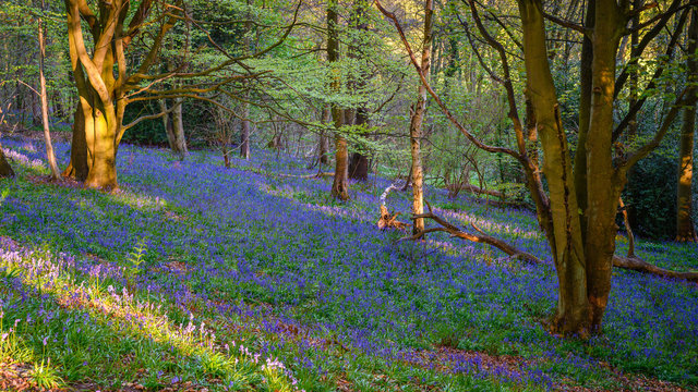 Bluebell Wood at Morpeth, an ancient woodland also known as Howburn Woods, which are carpeted with bluebells in spring and is popular with walkers