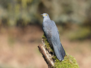 Common cuckoo, Cuculus canorus
