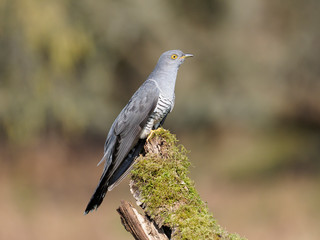 Common cuckoo, Cuculus canorus