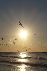 Freedom