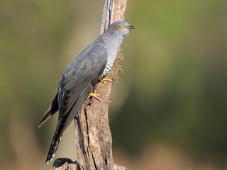 Common cuckoo, Cuculus canorus