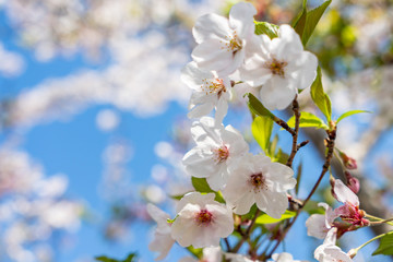 青空に咲く桜