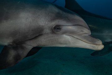 Dolphin swimming with divers in the Red Sea, Eilat Israel