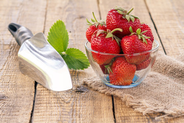 Red ripe strawberries in glass bowl and shovel on old wooden boards.