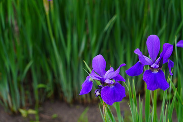 アヤメー右下に菖蒲の花2つをアップ、バックは葉の緑をぼかしたコピースペース