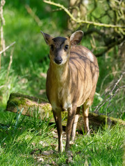Muntjac, Muntiacus reevesi