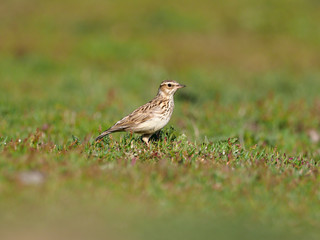 Woodlark,  Lullula arborea