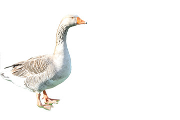 Goose gray on a white background. Space for text.