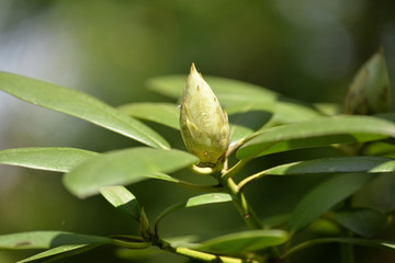 Rhododendron during spring in the garden somwhere in Poland.