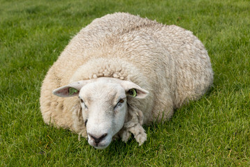 Naklejka na ściany i meble Sheep resting in the grass on the IJsselmeer dyk in the Netherlands. 