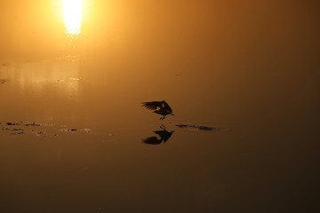Fliegender Vogel im Sonnenuntergang über dem Wasser in Australien