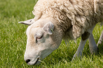 Close up of a sheep grazing on the IJsselmeer dyke. 