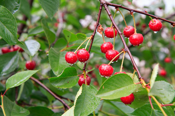 Red cherries on a tree against of green leaves with a blurred background.