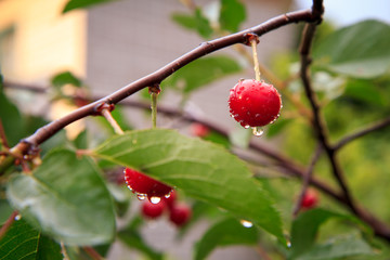 Red cherries on a tree against of green leaves with a blurred background.