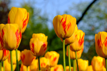 Tulips in vibrant colours in Lisse, Netherlands. Photographed in HDR high definition.