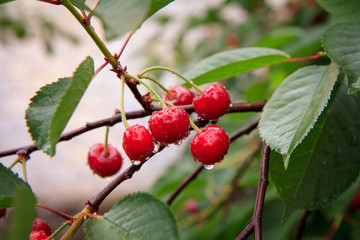 Red cherries on a tree against of green leaves with a blurred background.