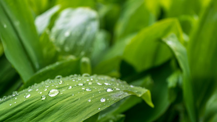 water drops on the leaves of lily of the valley