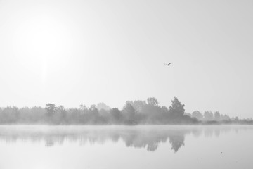 misty summer landscape. Morning fog, swamp lake and forest. Cenas tirelis, Latvia